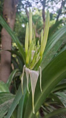 Güzel botanik fotoğrafı, doğal duvar kağıdı.