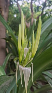 Demir Parçalar Endüstri İşletmeleri Çiğ Demir Metal Endüstrisi