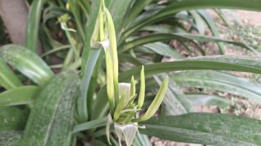 Bahçede yeşil yapraklar