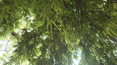 Ormandaki bir ağacın yakınında.