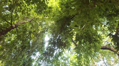 Ormandaki yeşil ağaç