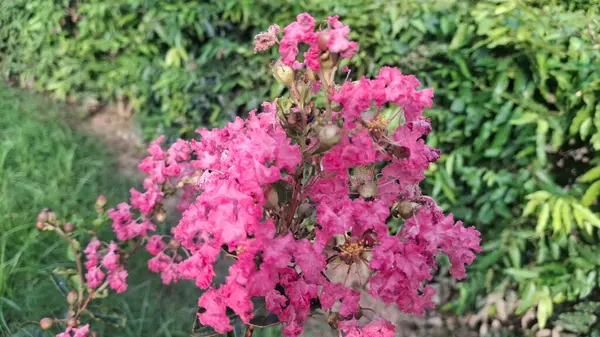 Bahçedeki güzel çiçekler