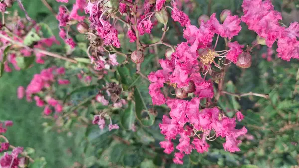 Güzel botanik fotoğrafı, doğal duvar kağıdı.