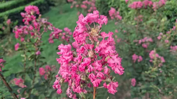 Güzel botanik fotoğrafı, doğal duvar kağıdı.