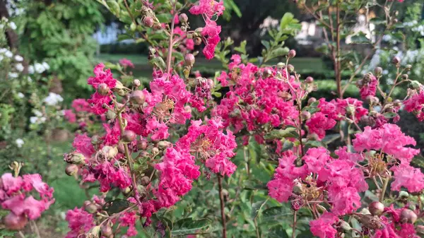 Bahçedeki güzel çiçekler
