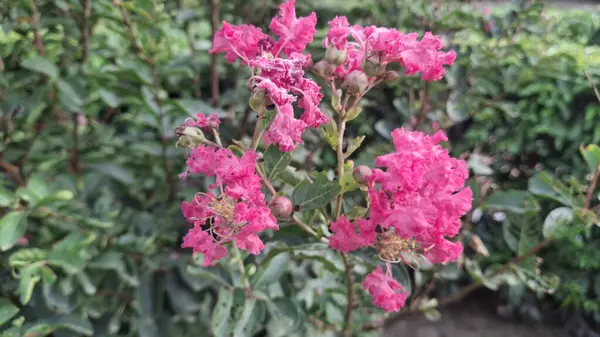 Bahçedeki güzel pembe çiçekler