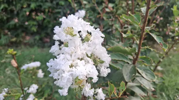 Bahçedeki güzel çiçekler