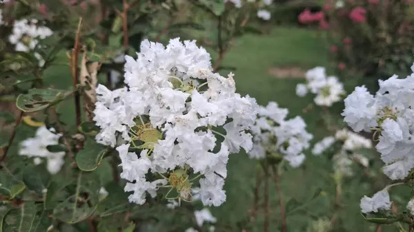 Bahçedeki güzel çiçekler