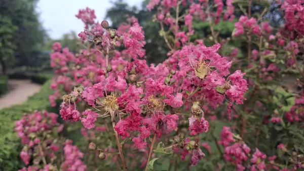 Güzel botanik fotoğrafı, doğal duvar kağıdı.