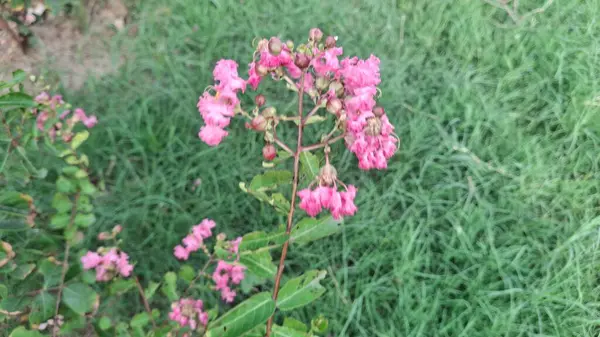 Bahçedeki güzel çiçekler