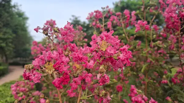Bahçedeki güzel pembe çiçekler