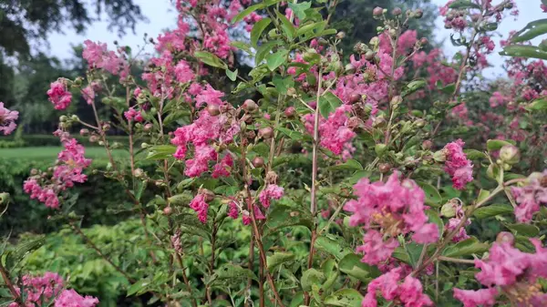 Bahçedeki güzel çiçekler