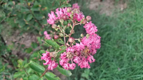 Bahçedeki güzel çiçekler