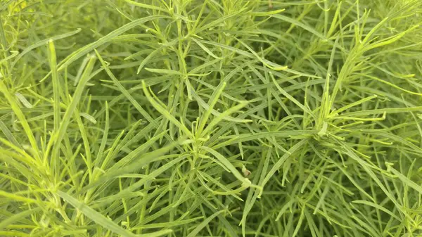 Bahçedeki yeşil çimenler