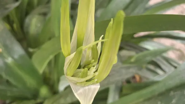 Güzel botanik fotoğrafı, doğal duvar kağıdı.