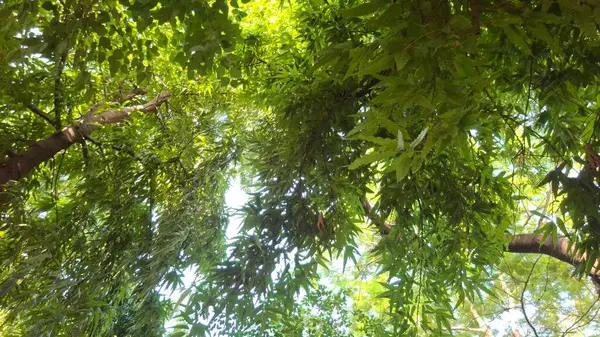 Ormandaki yeşil ağaç