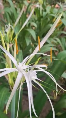 Yakın plan - çiçek açan güzel çiçeklerin görüntüsü