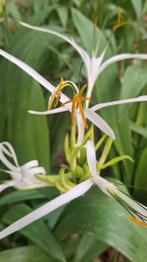 Bahçedeki beyaz çiçeği kapat.