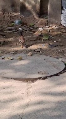 Bahçedeki eski ve paslı demir boru.