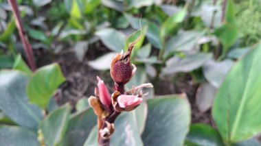 Bahçedeki bir çiçeğe yaklaş