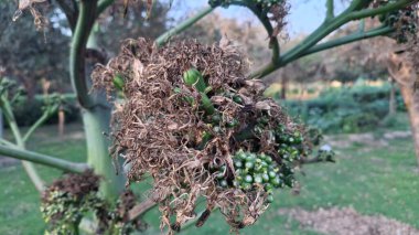 Bir ağaç gövdesinin yakın plan çekimi.