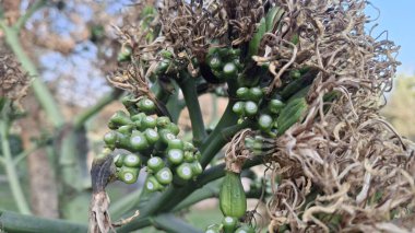 Bahçede yetişen yeşil mısır bitkisi