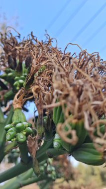 Bir demet yeşil ve beyaz çiçeğe yaklaş