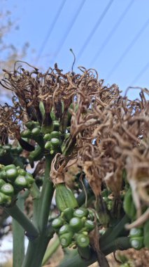 Yeşil bir bitkinin yakınında.