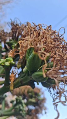 Güzel botanik fotoğrafı, doğal duvar kağıdı.