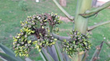 Bahçedeki yeşil bitki