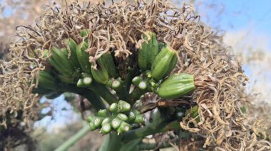 Lezzetli Asya yemeklerinin yakın görüntüsü