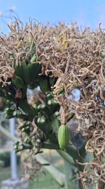 Beyaz arkaplanı olan bir bitkiyi kapat