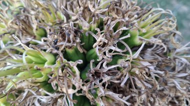 Bir kaktüse yakın.