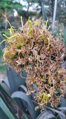 Bahçedeki bir bitkiyi kapat.