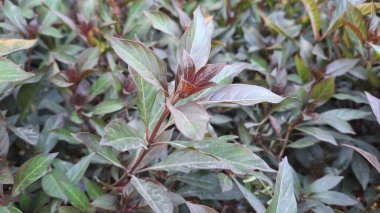 yeşil yapraklar, bitki örtüsü ve doğa