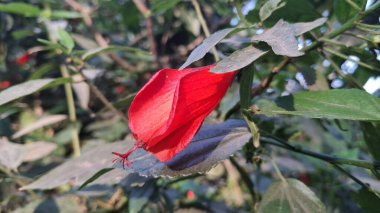 Bahçedeki güzel kırmızı gül