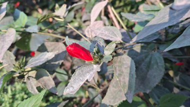 Bahçedeki güzel kırmızı çiçekler