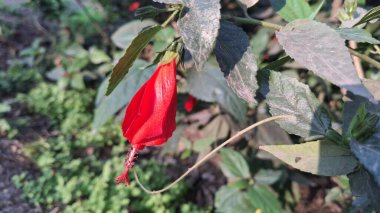 Bahçede kırmızı gül
