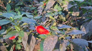 Ağaçta kırmızı biber