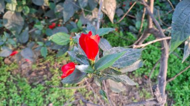 Bahçedeki güzel kırmızı çiçekler