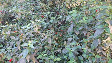 taze yeşil yaprakları ağacın