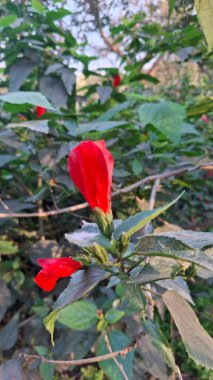 Bahçede kırmızı gül