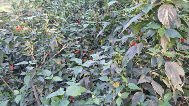 Ağaçtaki kırmızı meyveler