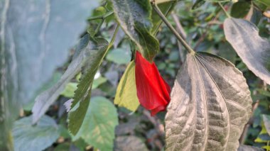 Bahçede kırmızı gül