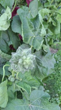 Yeşil yapraklar, doğal bitki örtüsü.