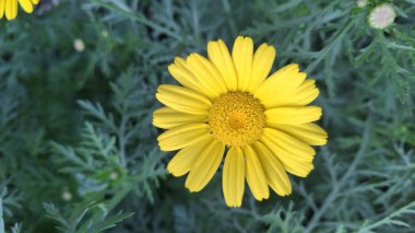 Bahçedeki güzel çiçekler