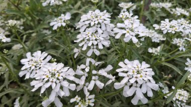 Bahçede beyaz çiçekler