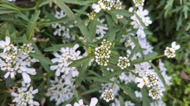 Bahçede beyaz çiçekler