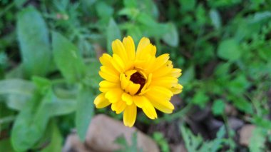 Bahçedeki sarı çiçek