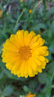 Bahçedeki sarı çiçek